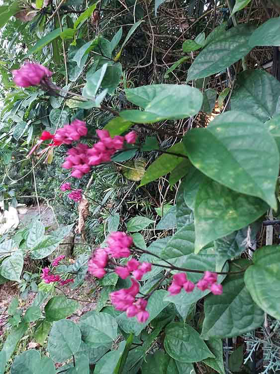 Bleeding Heart Vine