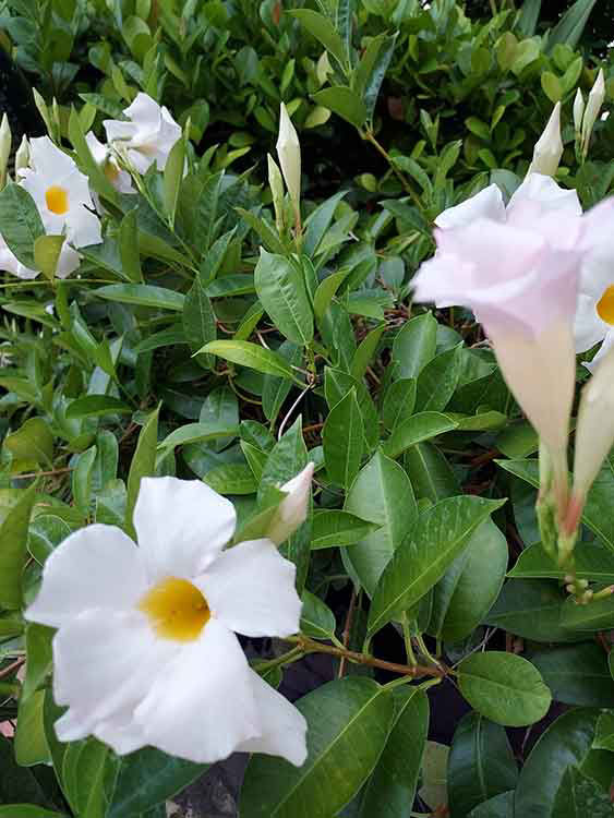 Mandevilla Vine